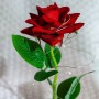 Галактическая роза с 2 цветами в стеклянном куполе с подарочной коробкой