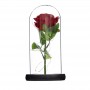 Цветок розы загорается в подарок из одного цветка в стеклянном куполе с подарочной коробкой