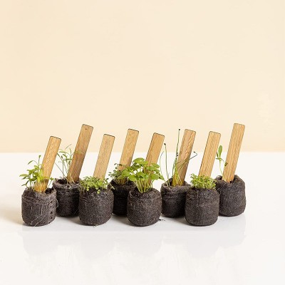 DIY Herb Starter Kit