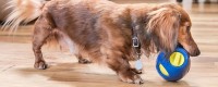 Affordable Custom Pet Gifts and Personalized Pet Promo Items