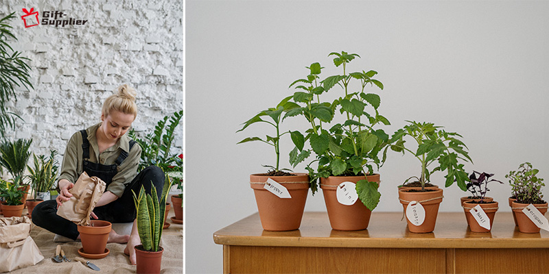 where to buy Indoor Plants and Herb Gardens