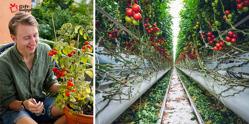 where to buy Tomato Trellis