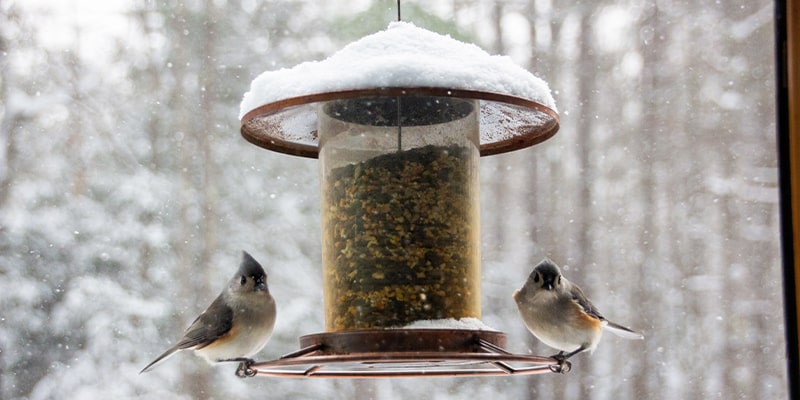 Winter gaming activities make a bird feeder mi