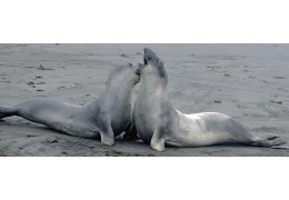 Why elephant seal stuffed animals is more popular